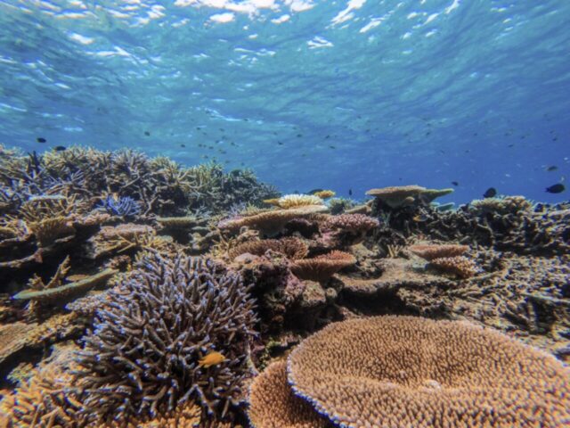 絶景シュノーケリング体験！西表島から行くバラス島・鳩間島ツアー徹底解説