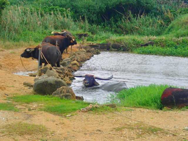 由布島　水牛の池