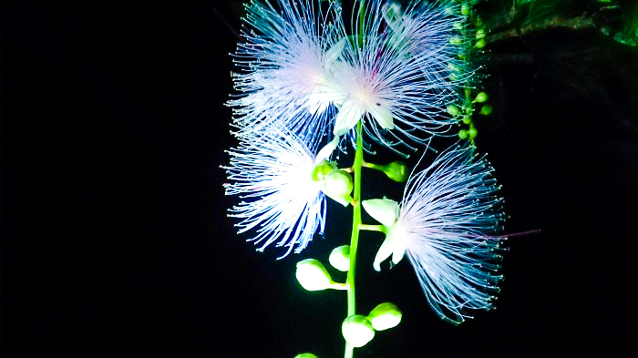 幻の花サガリバナ鑑賞