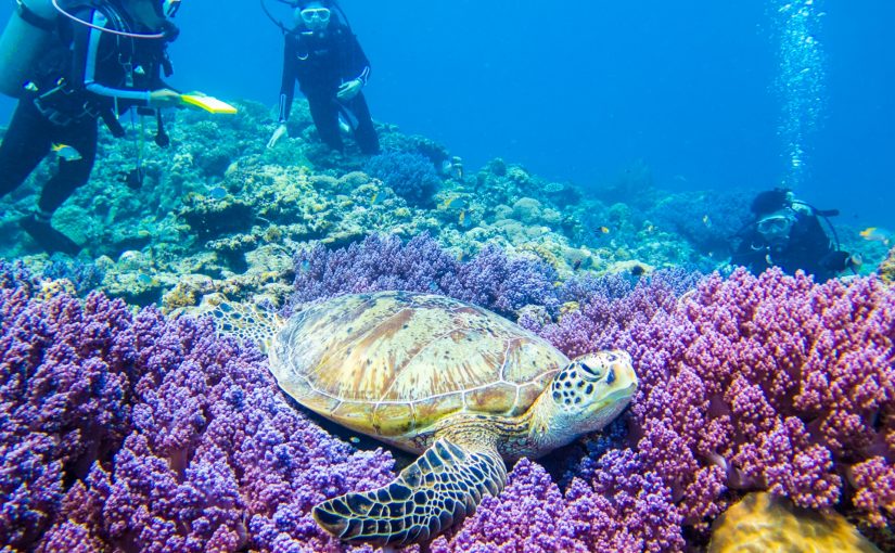 ダイビングとウミガメ