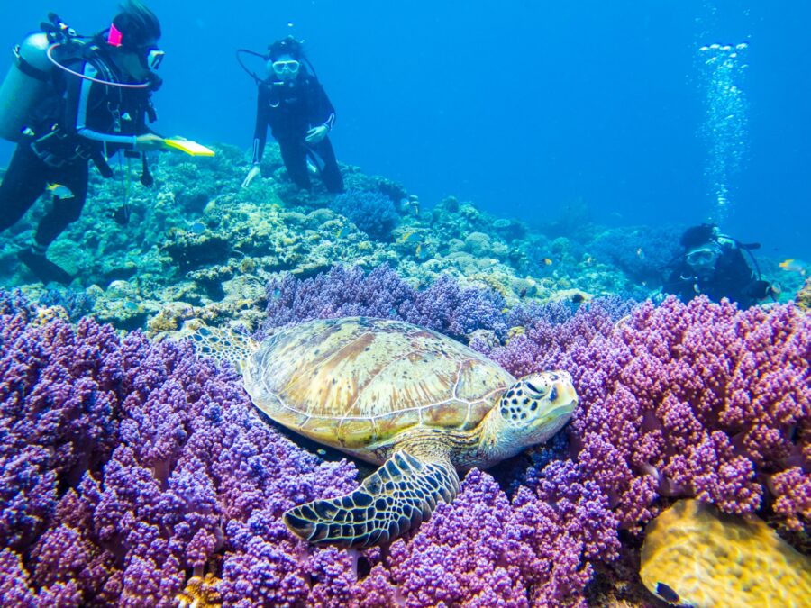 ダイビングとウミガメ