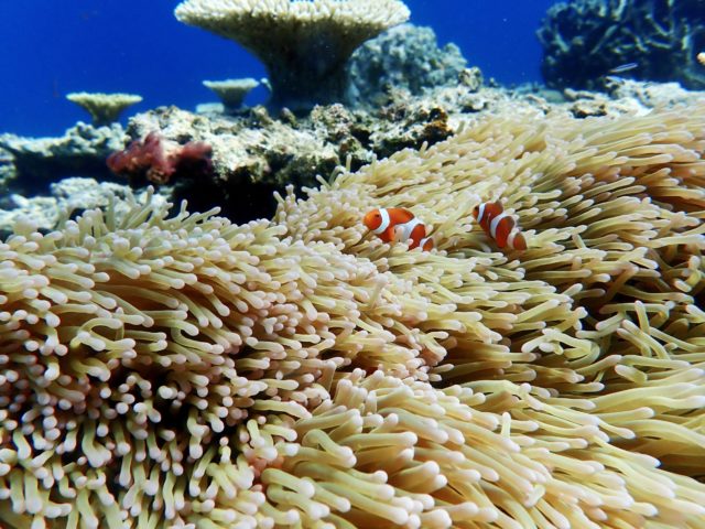 バラス島シュノーケリング、カクレクマノミ、サンゴ礁