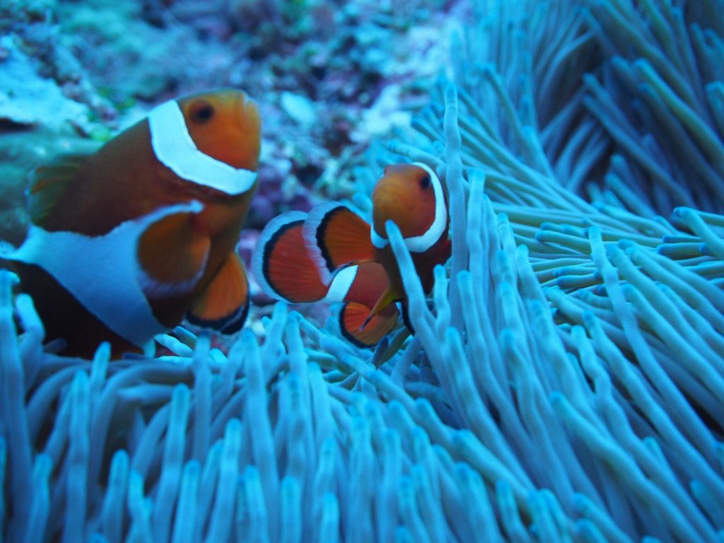 世界遺産の西表島でカラフル熱帯魚とダイビングを楽しむ