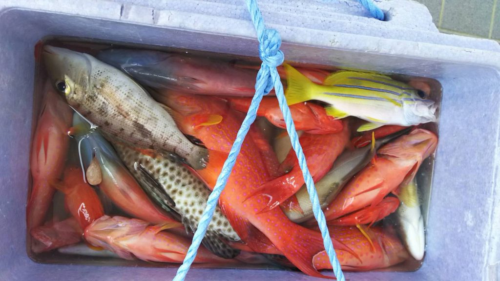 西表島釣りツアーで大漁に釣れたカラフルな魚