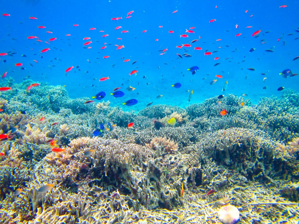 【世界遺産西表島】色とりどり100種類 天然の水族館！星砂海岸シュノーケリング（写真データ無料プレゼント付き）