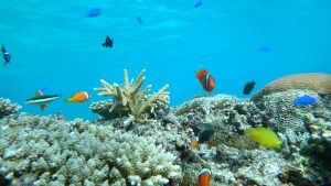 西表島で見られる熱帯魚