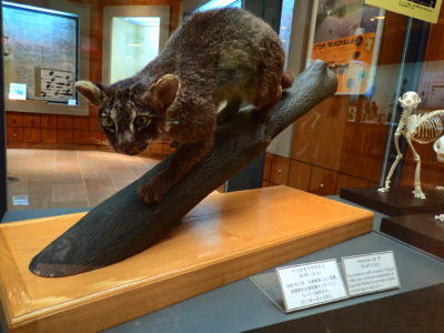 イリオモテヤマネコの剥製
