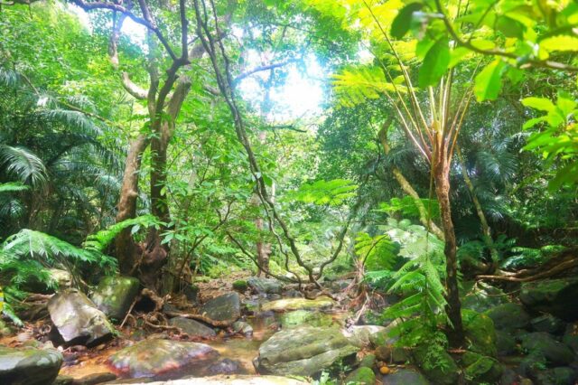 西表島のジャングル