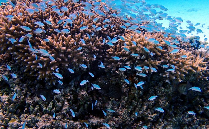 西表島のサンゴ礁で泳ぐ熱帯魚