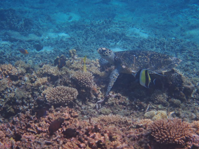 西表島　ウミガメ
