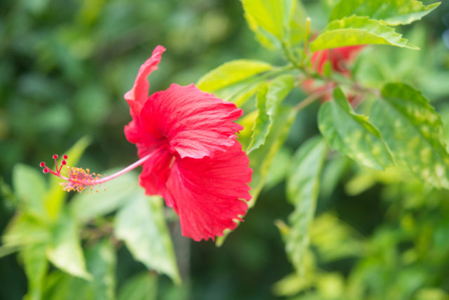 由布島の花