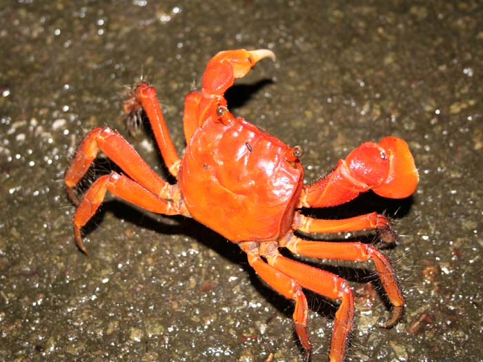 西表島で見つけたヤシガニ