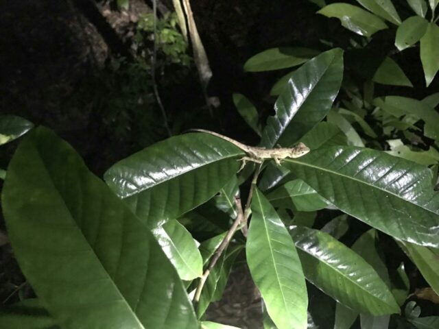 夜のジャングルに浮かぶトカゲ