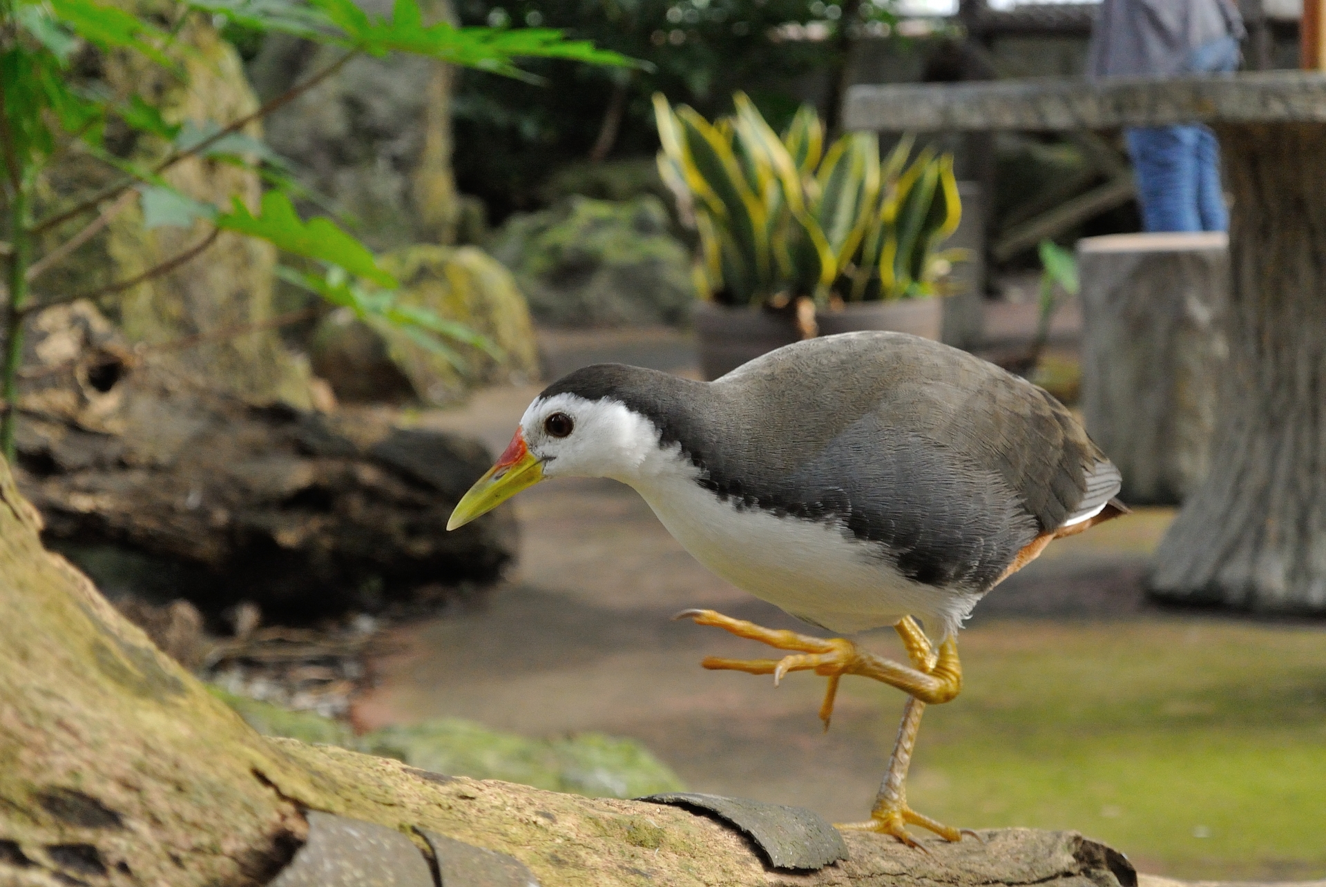 西表島で見ることの出来る生き物 西表島ツアーズ