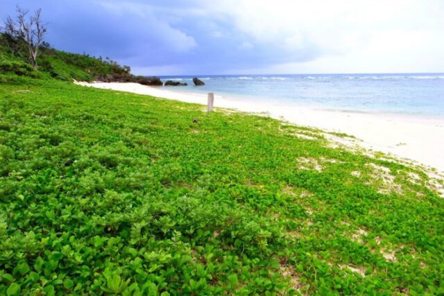 ここは行きたい！西表島のおすすめ観光＆遊びスポット一覧耳切りの浜