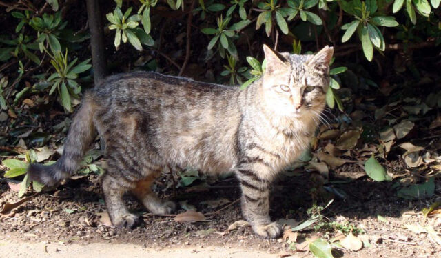 西表山猫
