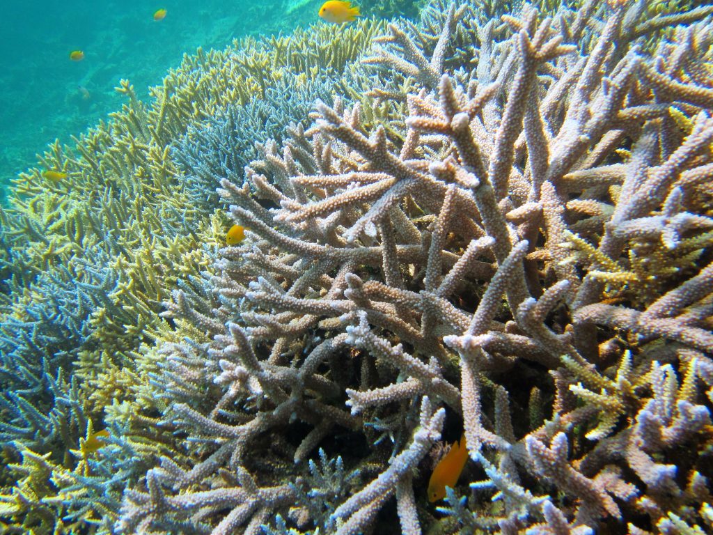 西表のカラフルなサンゴ礁