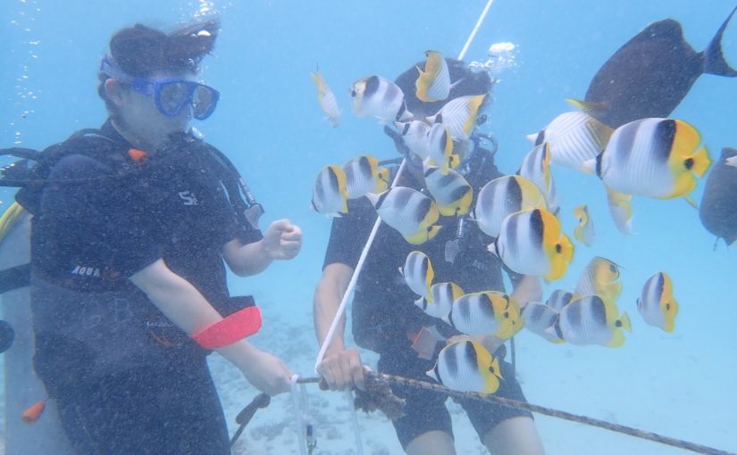 ダイビングで生き物観察