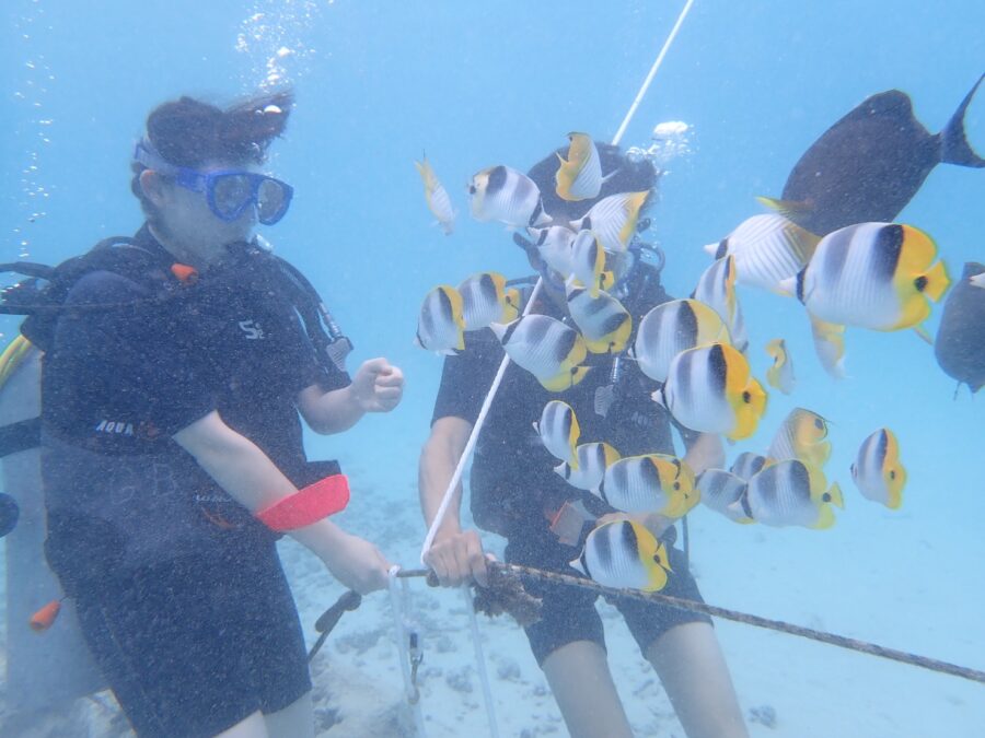 ダイビングで生き物観察