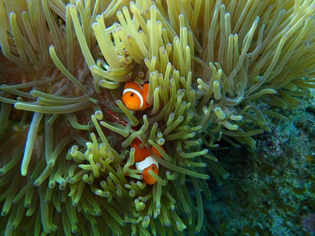 イソギンチャクとカクレクマノミ