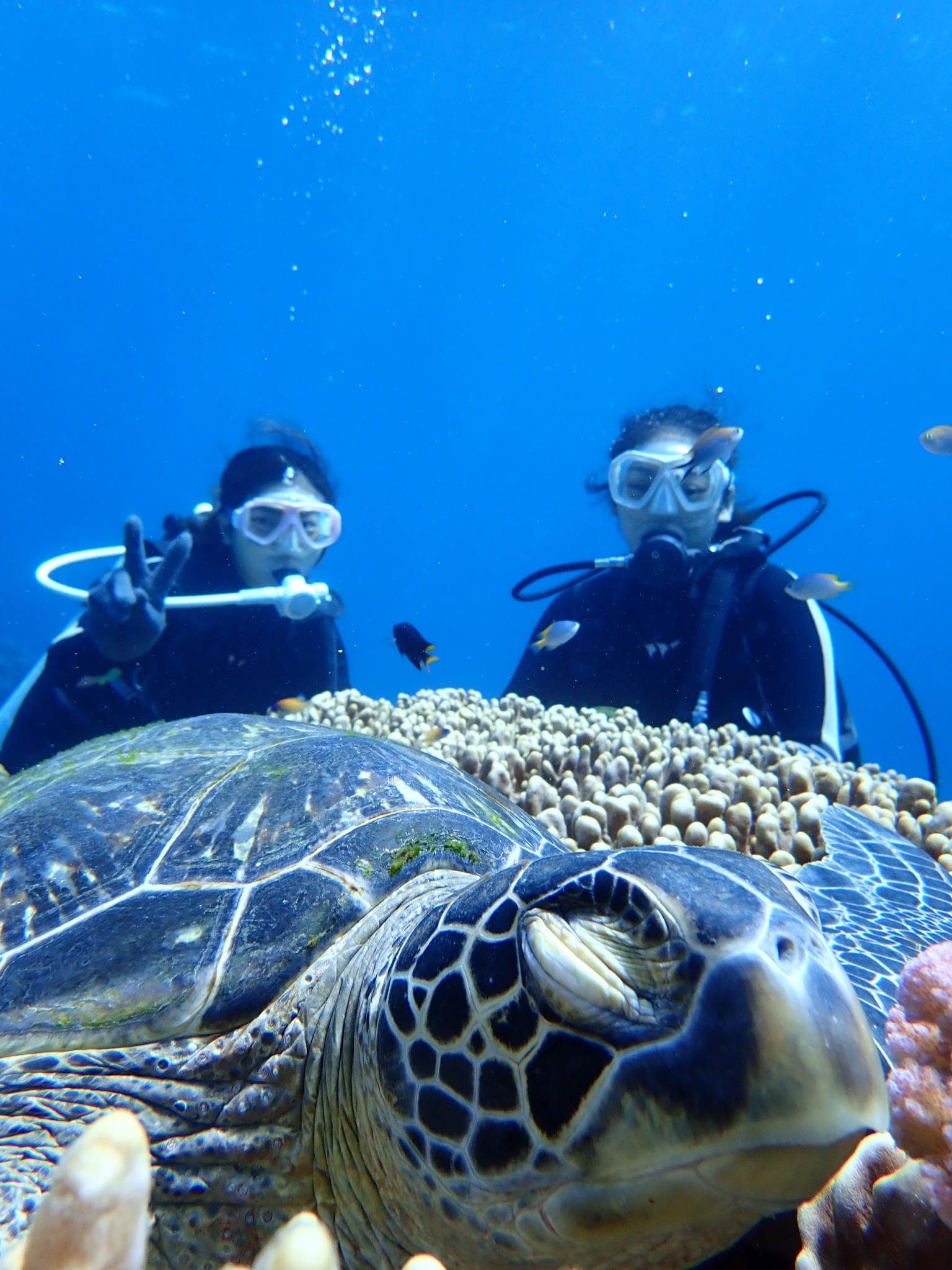 ダイビングでウミガメ観察