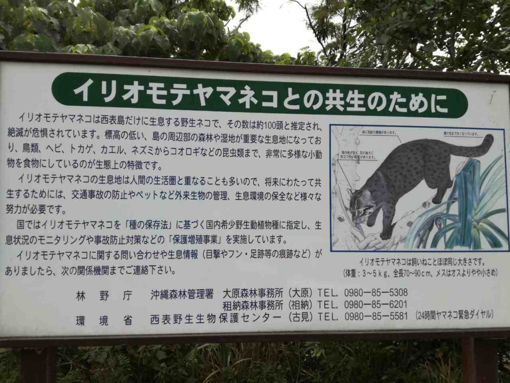 南風見田の浜で感じる西表島の最南端ロングビーチの魅力と行き方ガイド