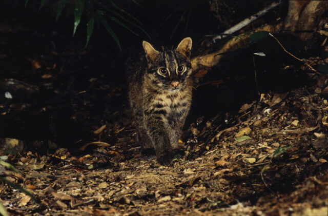 イリオモテヤマネコって 西表島在住スタッフが徹底解説 西表島ツアーズ