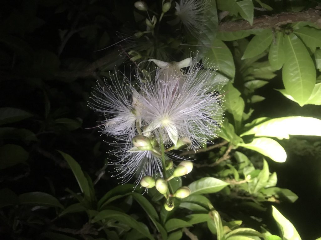 甘い香りのサガリバナ
