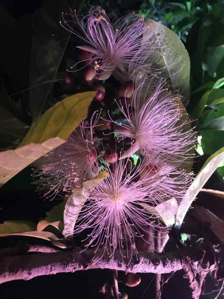 サガリバナカヌーで見る花