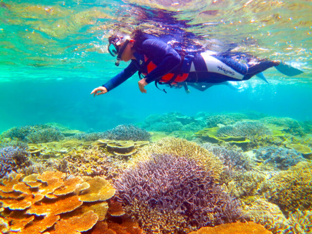 カラフルサンゴいっぱいの西表島の海