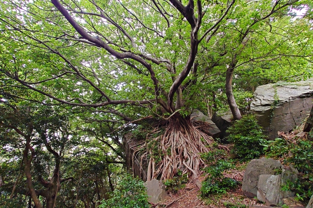 西表島の植物図鑑！サガリバナやガジュマルなど南国の魅力を発見しよう