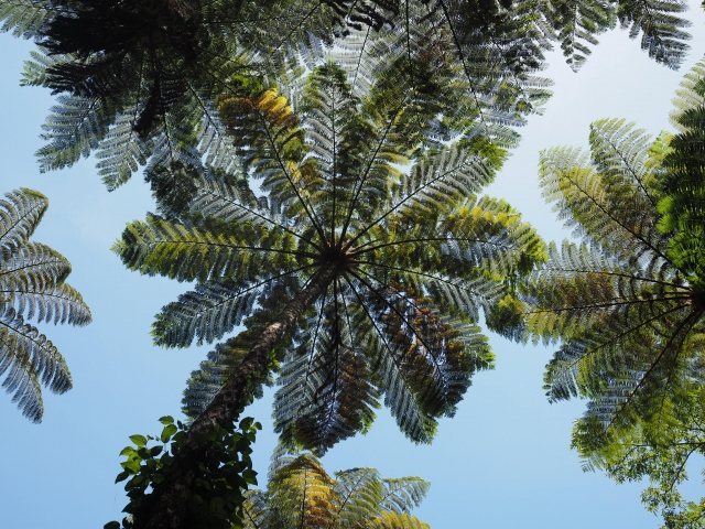 西表島の植物図鑑！サガリバナやガジュマルなど南国の魅力を発見しよう