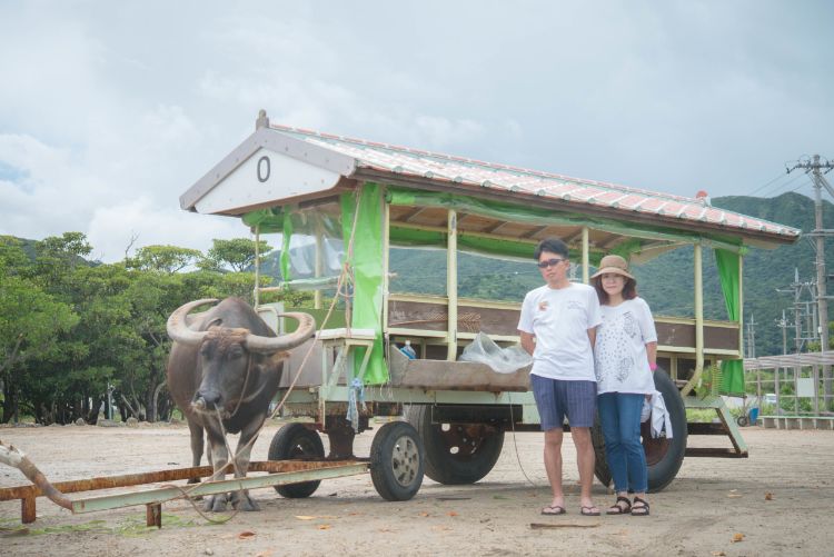 【世界遺産西表島】秘境地「サンガラの滝」マングローブカヌー（SUP）＆由布島水牛車観光（写真データ無料プレゼント付き）（No.112）