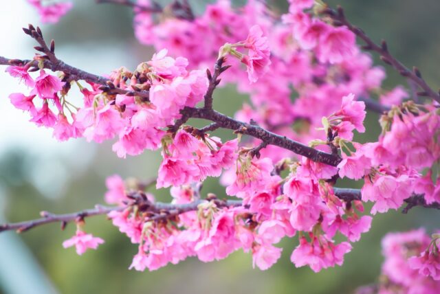 冬の寒緋桜