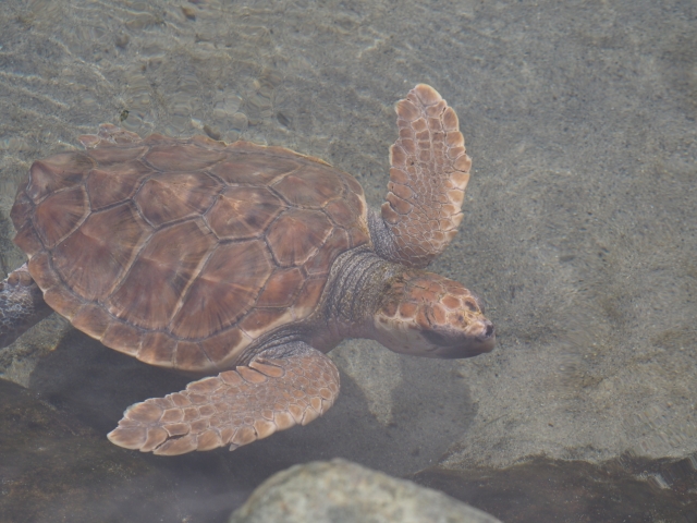 ア西表島でウミガメと一緒にシュノーケリング！