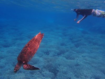 西表島でウミガメと一緒にシュノーケリング 西表島ツアーズ