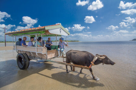 【ツアーズ限定割引】西表島⇆石垣島フェリーチケット付き★隠れた秘境『水落の滝』を目指す！マングローブカヌー/SUP＆水牛車で渡る『由布島』観光ツアー★写真無料