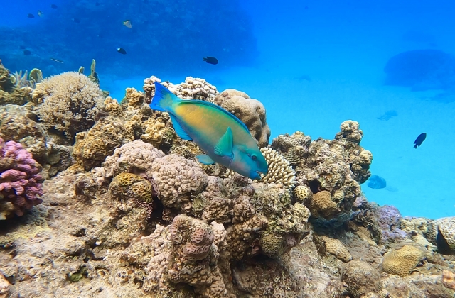 ブダイ 魚 生き物