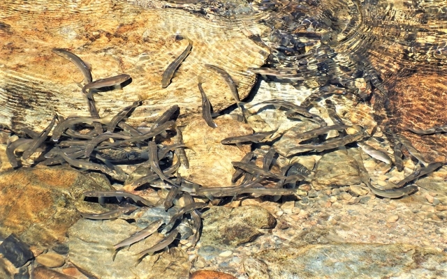 リュウキュウアユ 魚