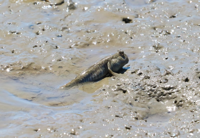 ハゼ 魚 マングローブ