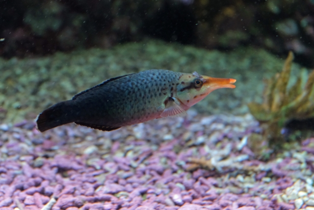 ベラ 魚 生き物