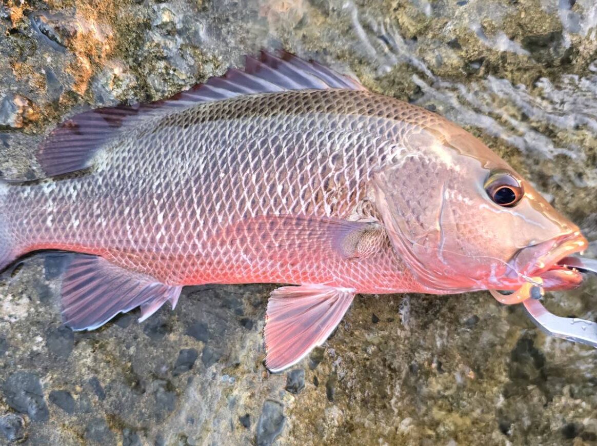 マングローブジャック