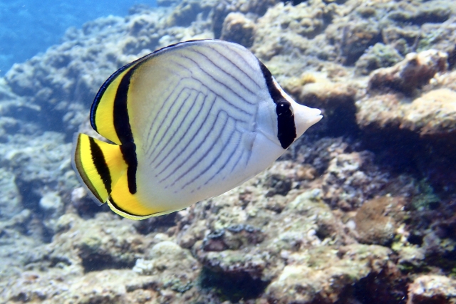 チョウチョウオ