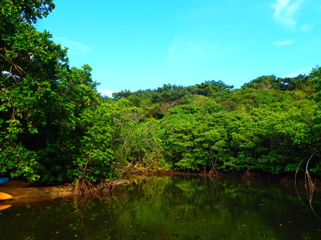 ジャングル川