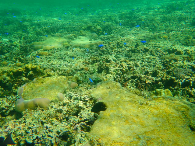 星砂の浜の海をシュノーケリング