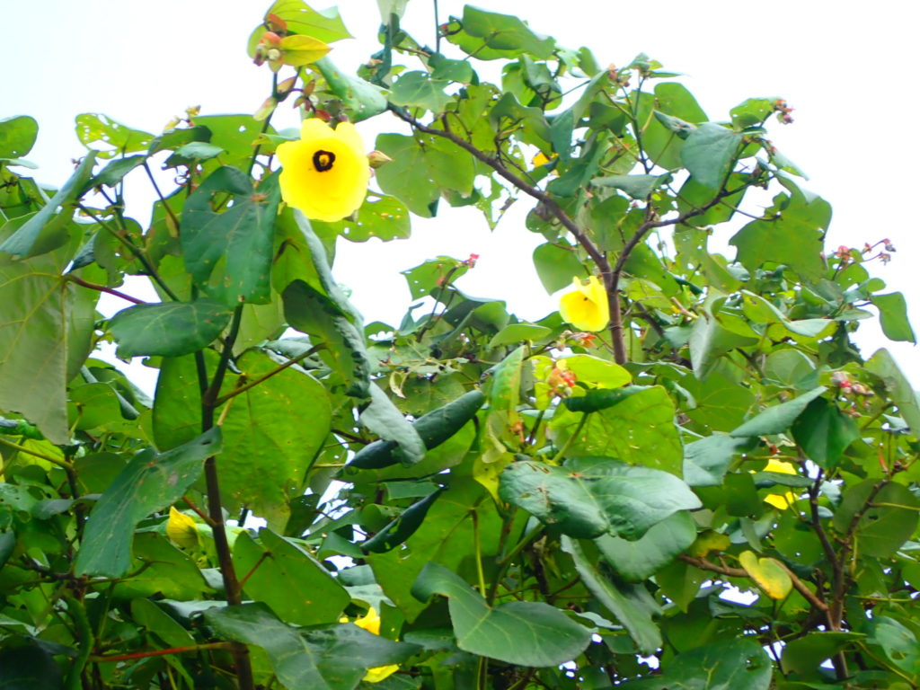 西表島の花