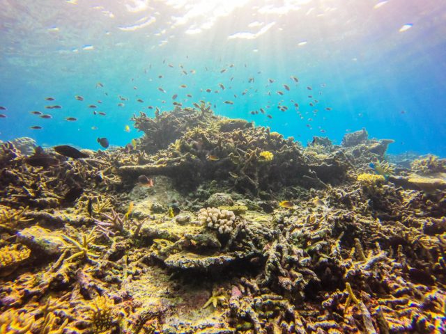 西表島、バラス島シュノーケリング、サンゴ礁