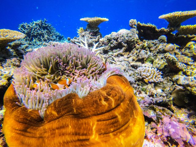 世界遺産の西表島でダイビングを楽しもう