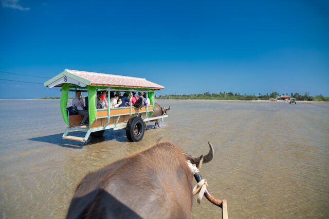 【西表島】観光とアクティビティがセットでお得★水牛車で渡る『由布島』観光＆西表島マングローブSUPorカヌー