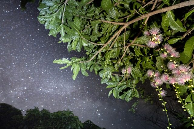 【西表島/夜】4月～8月限定◆当日予約OK！夜のジャングルと幻の花『サガリバナ』を楽しむナイトSUPツアー